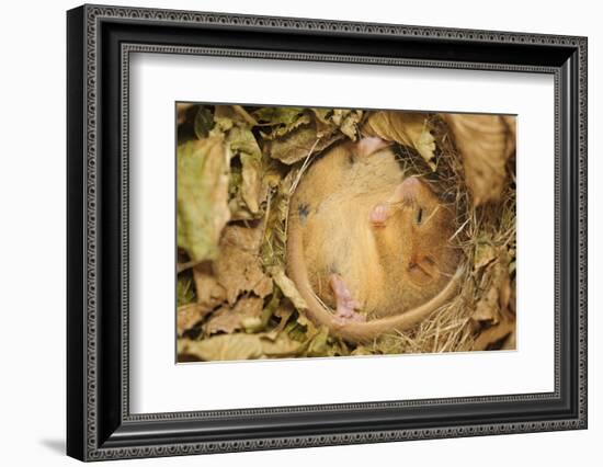 Hazel Dormouse (Muscardinus Avellanarius), Kent, UK-Terry Whittaker-Framed Photographic Print