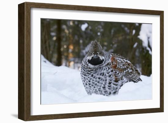 Hazel grouse standing at forest edge. Helsinki, Finland-Markus Varesvuo-Framed Photographic Print