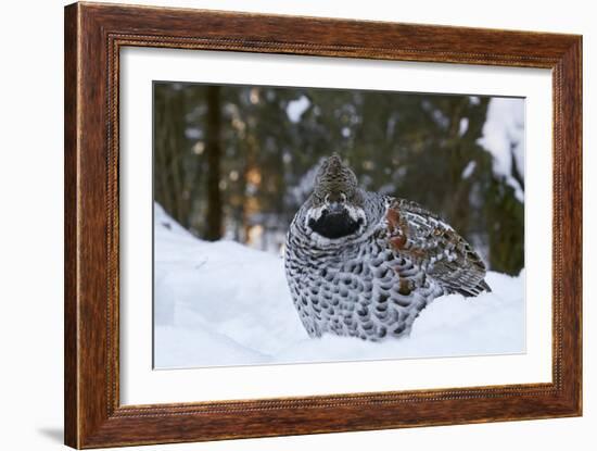 Hazel grouse standing at forest edge. Helsinki, Finland-Markus Varesvuo-Framed Photographic Print