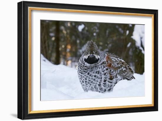 Hazel grouse standing at forest edge. Helsinki, Finland-Markus Varesvuo-Framed Photographic Print