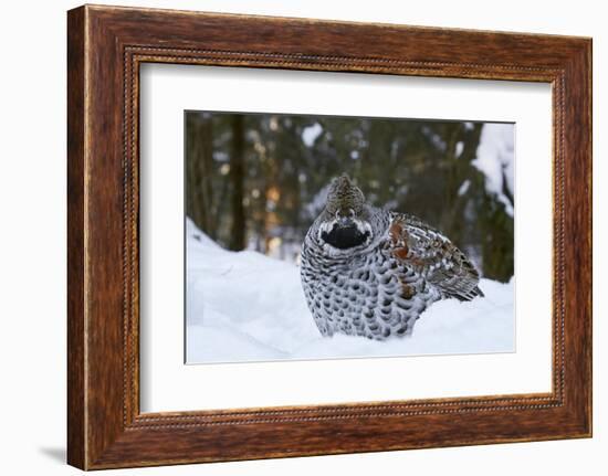 Hazel grouse standing at forest edge. Helsinki, Finland-Markus Varesvuo-Framed Photographic Print