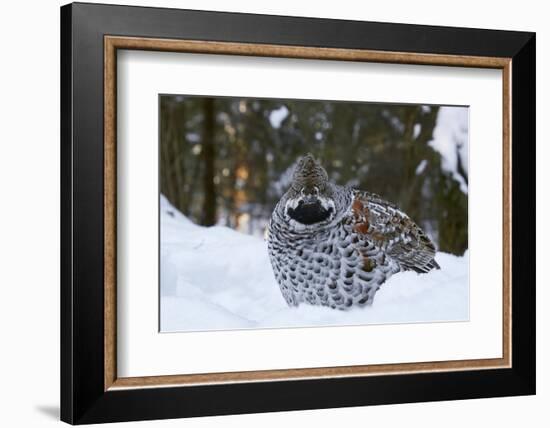 Hazel grouse standing at forest edge. Helsinki, Finland-Markus Varesvuo-Framed Photographic Print