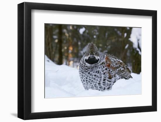 Hazel grouse standing at forest edge. Helsinki, Finland-Markus Varesvuo-Framed Photographic Print