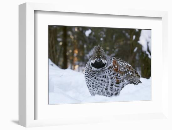 Hazel grouse standing at forest edge. Helsinki, Finland-Markus Varesvuo-Framed Photographic Print