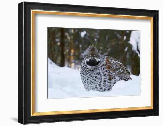 Hazel grouse standing at forest edge. Helsinki, Finland-Markus Varesvuo-Framed Photographic Print