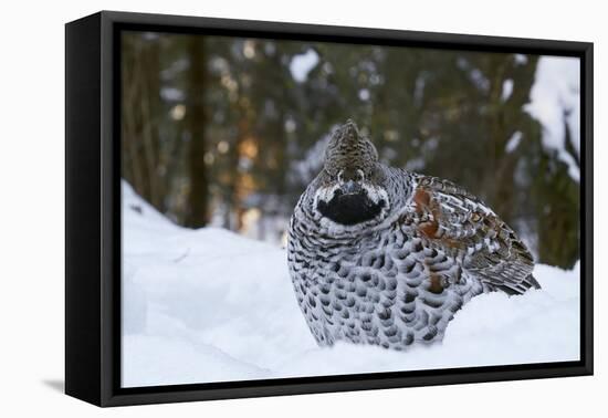 Hazel grouse standing at forest edge. Helsinki, Finland-Markus Varesvuo-Framed Premier Image Canvas