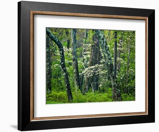 Hazel Mountain Overlook, Virginia, USA-Jay O'brien-Framed Photographic Print