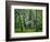 Hazel Mountain Overlook, Virginia, USA-Jay O'brien-Framed Photographic Print