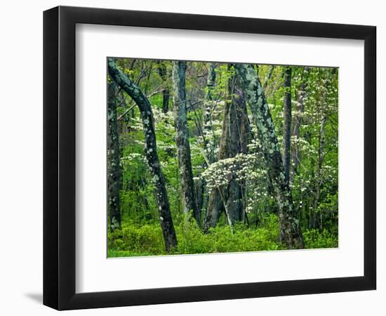 Hazel Mountain Overlook, Virginia, USA-Jay O'brien-Framed Photographic Print