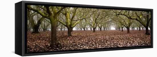 Hazel Tree Grove Pano I-Erin Berzel-Framed Premier Image Canvas