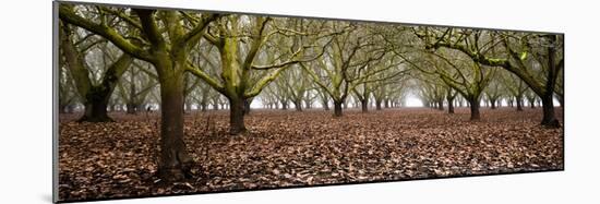 Hazel Tree Grove Pano I-Erin Berzel-Mounted Photographic Print