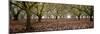 Hazel Tree Grove Pano I-Erin Berzel-Mounted Photographic Print