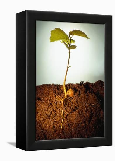 Hazel Tree Seedling and Exposed Root-David Aubrey-Framed Premier Image Canvas