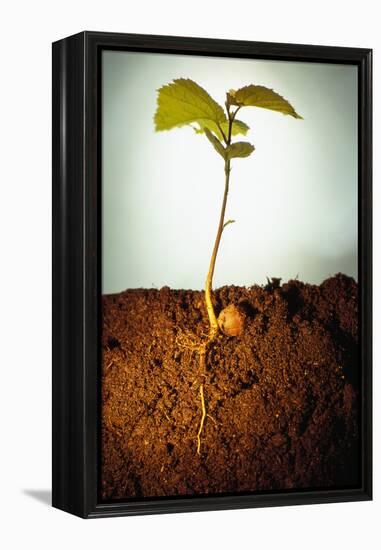 Hazel Tree Seedling and Exposed Root-David Aubrey-Framed Premier Image Canvas