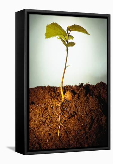 Hazel Tree Seedling and Exposed Root-David Aubrey-Framed Premier Image Canvas