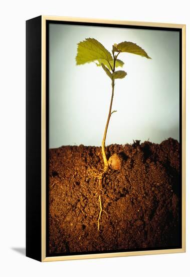Hazel Tree Seedling and Exposed Root-David Aubrey-Framed Premier Image Canvas