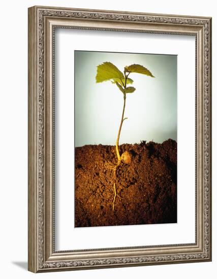 Hazel Tree Seedling and Exposed Root-David Aubrey-Framed Photographic Print