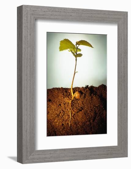 Hazel Tree Seedling and Exposed Root-David Aubrey-Framed Photographic Print