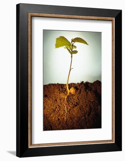 Hazel Tree Seedling and Exposed Root-David Aubrey-Framed Photographic Print