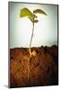 Hazel Tree Seedling and Exposed Root-David Aubrey-Mounted Photographic Print