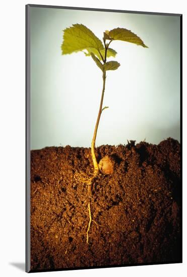 Hazel Tree Seedling and Exposed Root-David Aubrey-Mounted Photographic Print