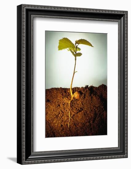 Hazel Tree Seedling and Exposed Root-David Aubrey-Framed Photographic Print