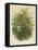 Hazel Tree-null-Framed Stretched Canvas