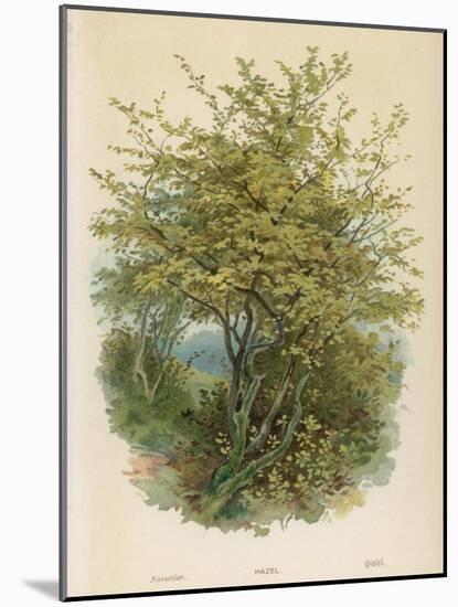 Hazel Tree-null-Mounted Art Print