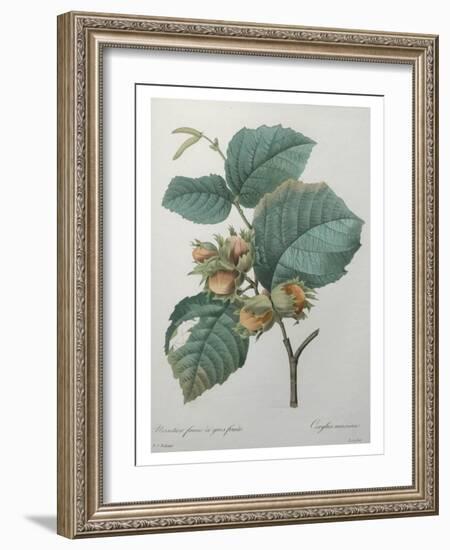 Hazel-Pierre-Joseph Redoute-Framed Art Print