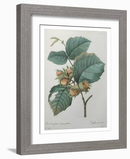 Hazel-Pierre-Joseph Redoute-Framed Art Print