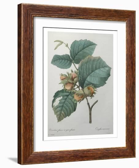 Hazel-Pierre-Joseph Redoute-Framed Art Print