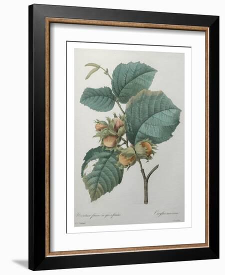 Hazel-Pierre-Joseph Redoute-Framed Art Print