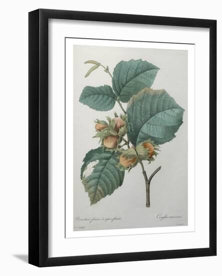 Hazel-Pierre-Joseph Redoute-Framed Art Print