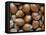 Hazelnuts, Belgium-Philippe Clement-Framed Premier Image Canvas
