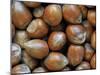 Hazelnuts, Belgium-Philippe Clement-Mounted Photographic Print