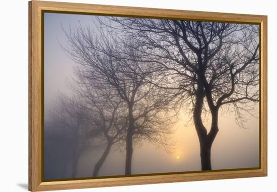 Hazy Sunrise with Tree Tree Silhouettes-Cora Niele-Framed Premier Image Canvas