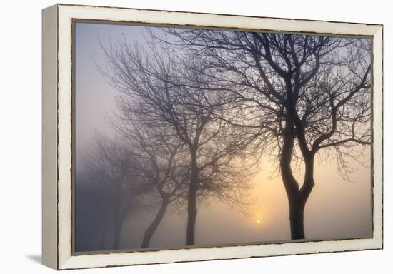 Hazy Sunrise with Tree Tree Silhouettes-Cora Niele-Framed Premier Image Canvas