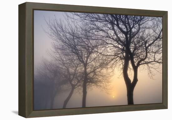 Hazy Sunrise with Tree Tree Silhouettes-Cora Niele-Framed Premier Image Canvas