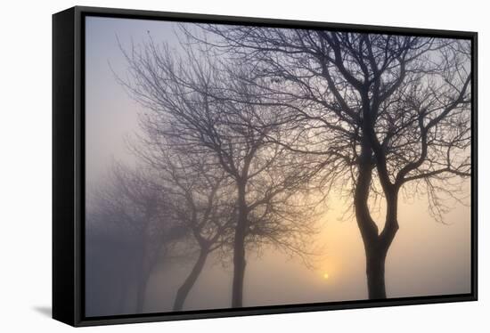 Hazy Sunrise with Tree Tree Silhouettes-Cora Niele-Framed Premier Image Canvas