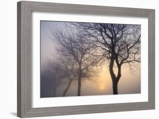 Hazy Sunrise with Tree Tree Silhouettes-Cora Niele-Framed Photographic Print