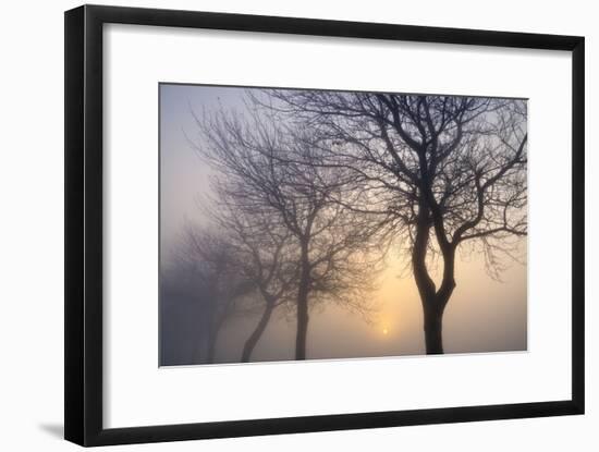 Hazy Sunrise with Tree Tree Silhouettes-Cora Niele-Framed Photographic Print