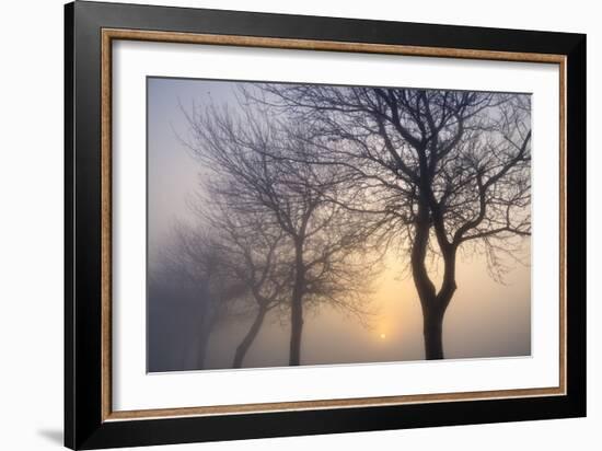 Hazy Sunrise with Tree Tree Silhouettes-Cora Niele-Framed Photographic Print