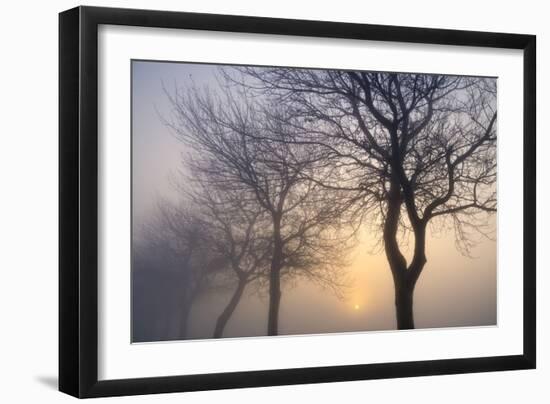 Hazy Sunrise with Tree Tree Silhouettes-Cora Niele-Framed Photographic Print
