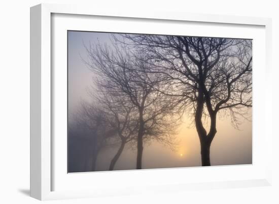 Hazy Sunrise with Tree Tree Silhouettes-Cora Niele-Framed Photographic Print