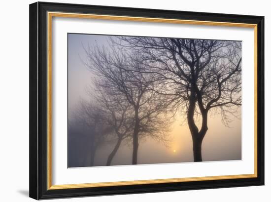 Hazy Sunrise with Tree Tree Silhouettes-Cora Niele-Framed Photographic Print