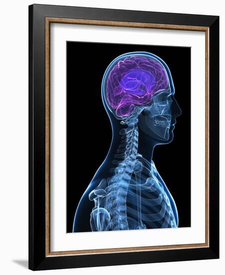 Head Anatomy, Artwork-SCIEPRO-Framed Photographic Print