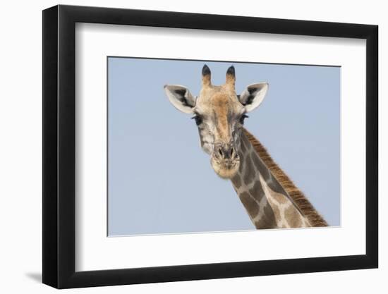 Head and neck of an Angolan giraffe, Namibia, Africa.-Brenda Tharp-Framed Photographic Print