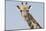 Head and neck of an Angolan giraffe, Namibia, Africa.-Brenda Tharp-Mounted Photographic Print