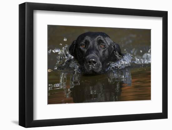 Head close up of Black labrador retriever dog swimming in pond, Rhode Island, USA-Lynn M. Stone-Framed Photographic Print