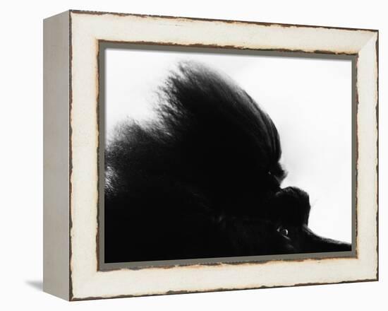 Head Fur of Standard Poodle-Henry Horenstein-Framed Premier Image Canvas